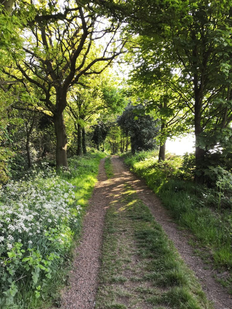 A sunny woodland path